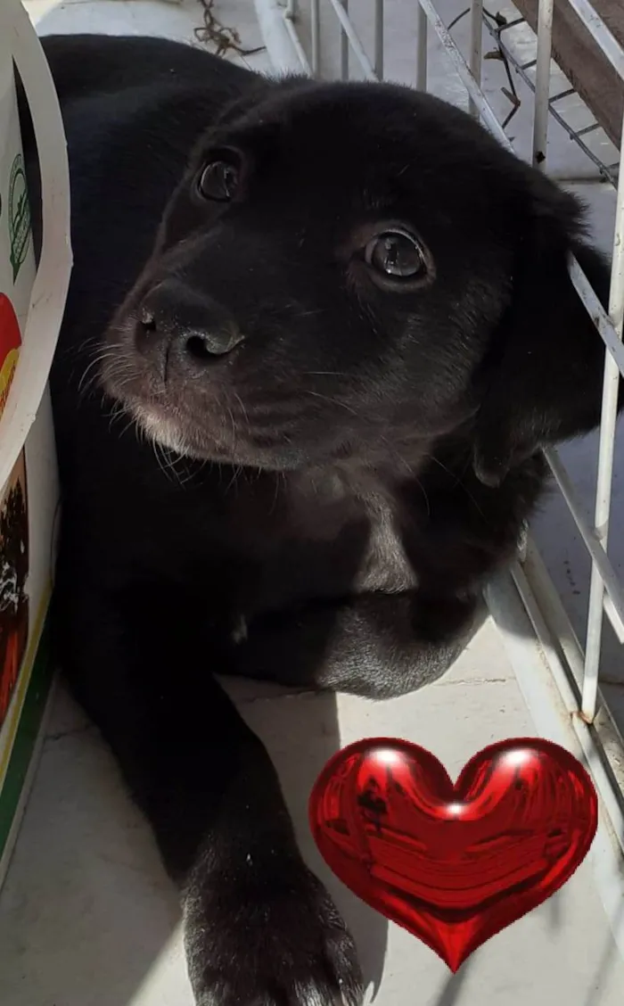Gato raça SRD-ViraLata idade 2 a 6 meses nome BidU Raça Negra - Curitiba