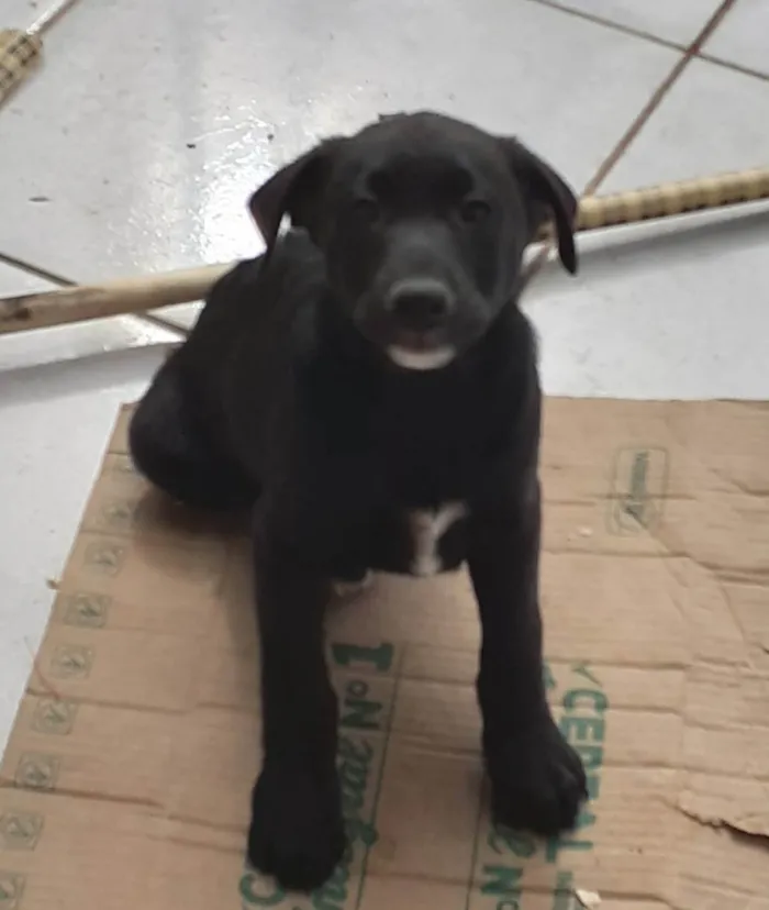 Gato raça SRD-ViraLata idade 2 a 6 meses nome BidU Raça Negra - Curitiba
