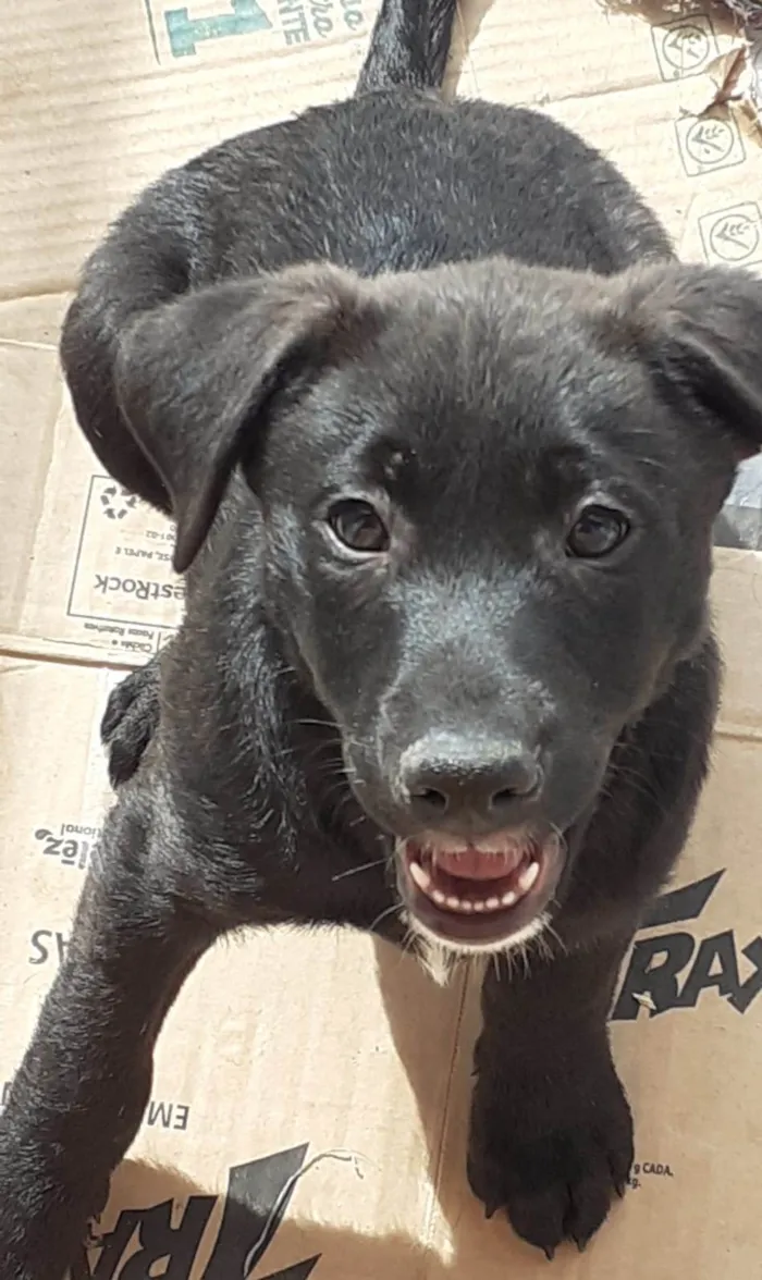 Gato raça SRD-ViraLata idade 2 a 6 meses nome BidU Raça Negra - Curitiba