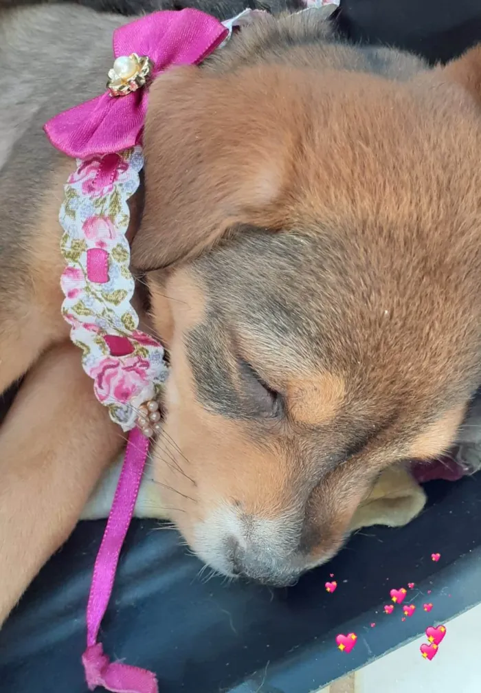Cachorro raça SRD-ViraLata idade 2 a 6 meses nome CLOE, CLÉO, BELLA E BELINHA - CURITIBA
