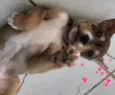 CLOE, CLÉO, BELLA E BELINHA - CURITIBA