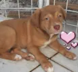 CLOE, CLÉO, BELLA E BELINHA - CURITIBA