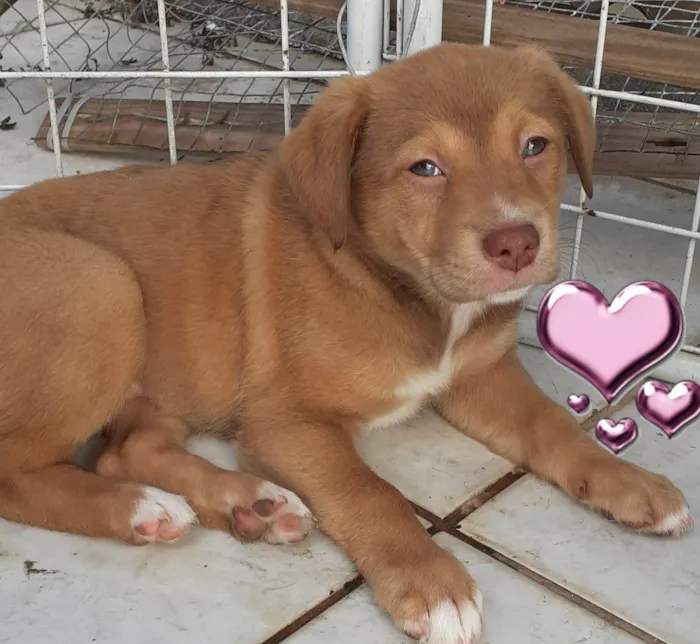 Cachorro raça SRD-ViraLata idade 2 a 6 meses nome CLOE, CLÉO, BELLA E BELINHA - CURITIBA
