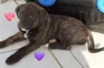 CLOE, CLÉO, BELLA E BELINHA - CURITIBA