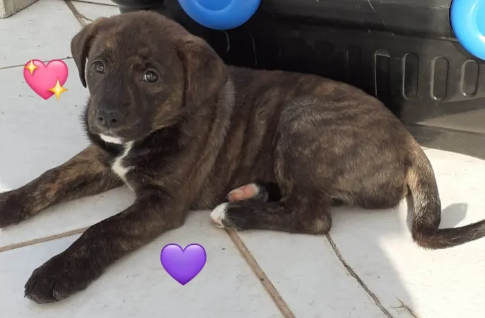 Cachorro raça SRD-ViraLata idade 2 a 6 meses nome CLOE, CLÉO, BELLA E BELINHA - CURITIBA