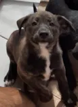 CLOE, CLÉO, BELLA E BELINHA - CURITIBA