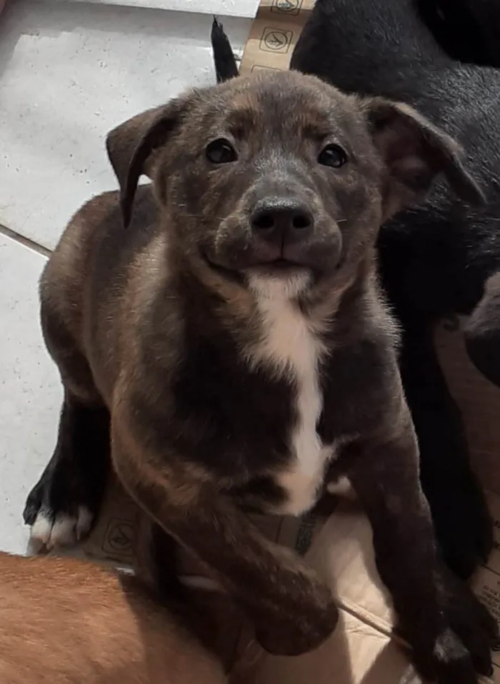 Cachorro raça SRD-ViraLata idade 2 a 6 meses nome CLOE, CLÉO, BELLA E BELINHA - CURITIBA
