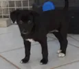 CLOE, CLÉO, BELLA E BELINHA - CURITIBA