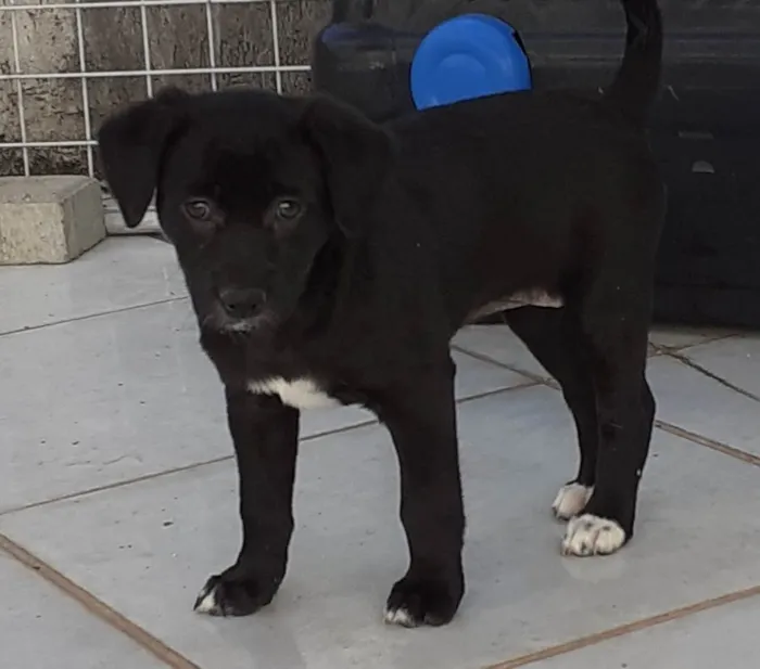Cachorro raça SRD-ViraLata idade 2 a 6 meses nome CLOE, CLÉO, BELLA E BELINHA - CURITIBA