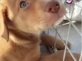 CLOE, CLÉO, BELLA E BELINHA - CURITIBA