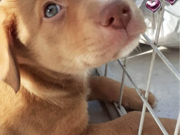 Cachorro raça SRD-ViraLata idade 2 a 6 meses nome CLOE, CLÉO, BELLA E BELINHA - CURITIBA