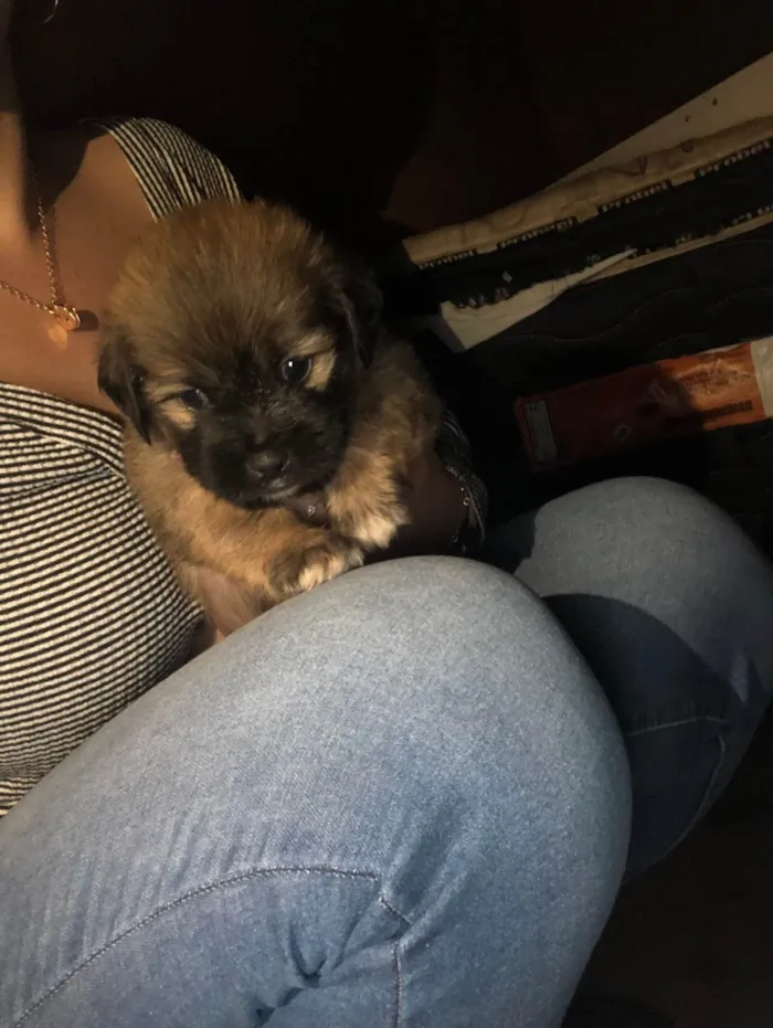 Cachorro ra a SRD-ViraLata idade Abaixo de 2 meses nome Roberto