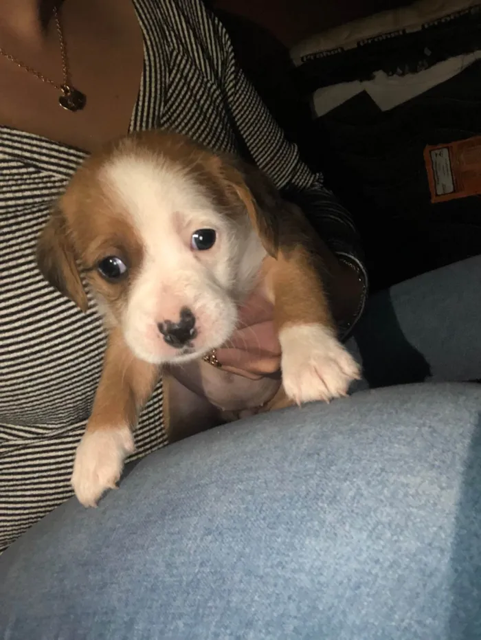 Cachorro ra a SRD-ViraLata idade Abaixo de 2 meses nome Andressa 