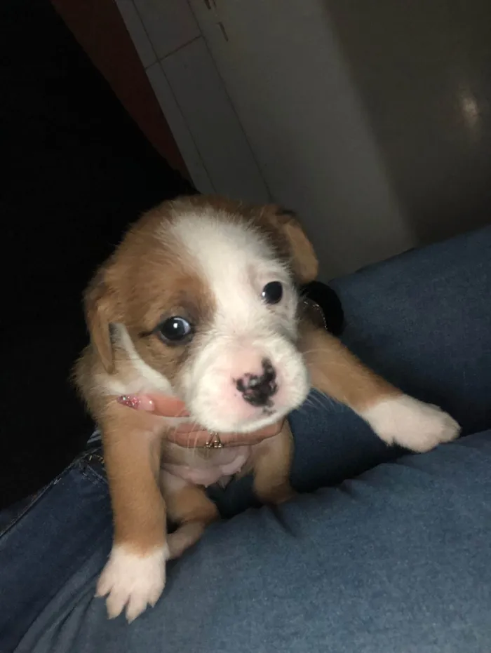 Cachorro ra a SRD-ViraLata idade Abaixo de 2 meses nome Andressa 