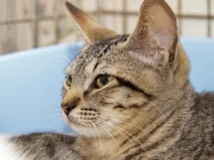 Gato raça SRD-ViraLata idade 2 a 6 meses nome Farouk 