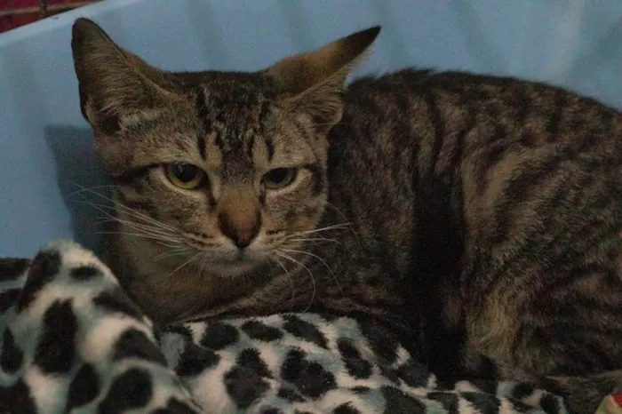 Gato raça SRD-ViraLata idade 2 a 6 meses nome Farouk 