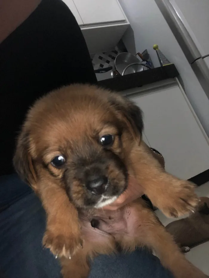 Cachorro ra a SRD-ViraLata idade Abaixo de 2 meses nome Carlos Eduardo 