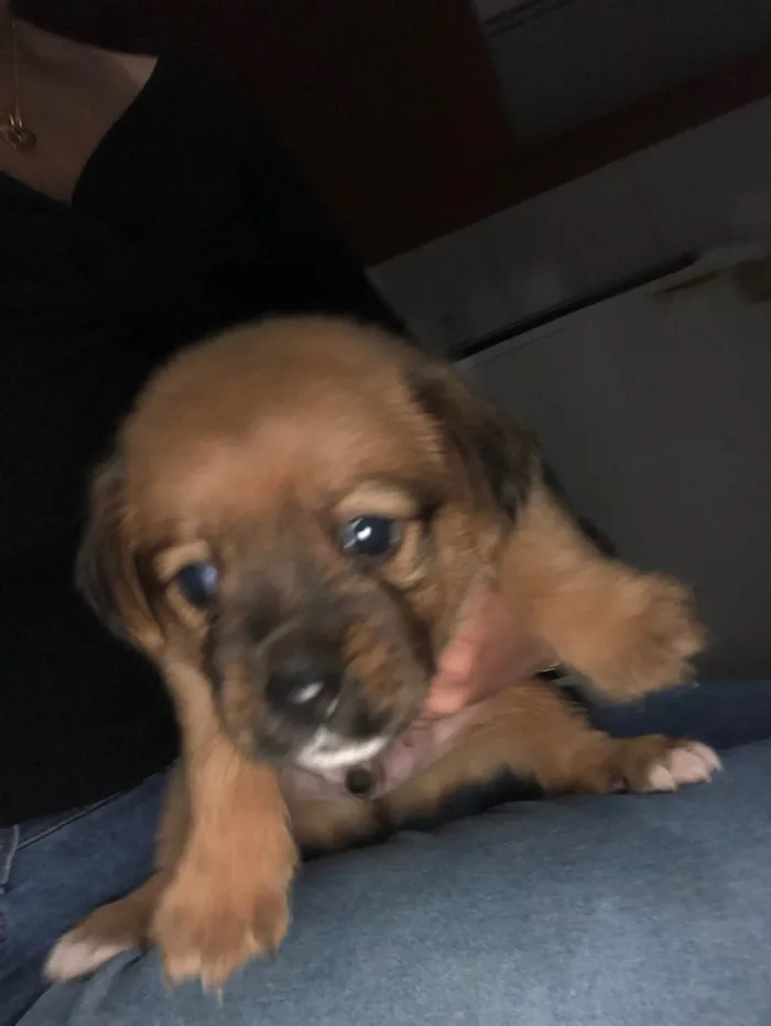 Cachorro ra a SRD-ViraLata idade Abaixo de 2 meses nome Carlos Eduardo 