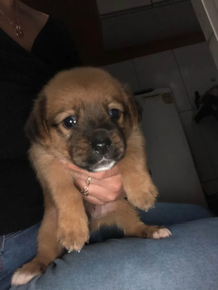 Cachorro ra a SRD-ViraLata idade Abaixo de 2 meses nome Carlos Eduardo 
