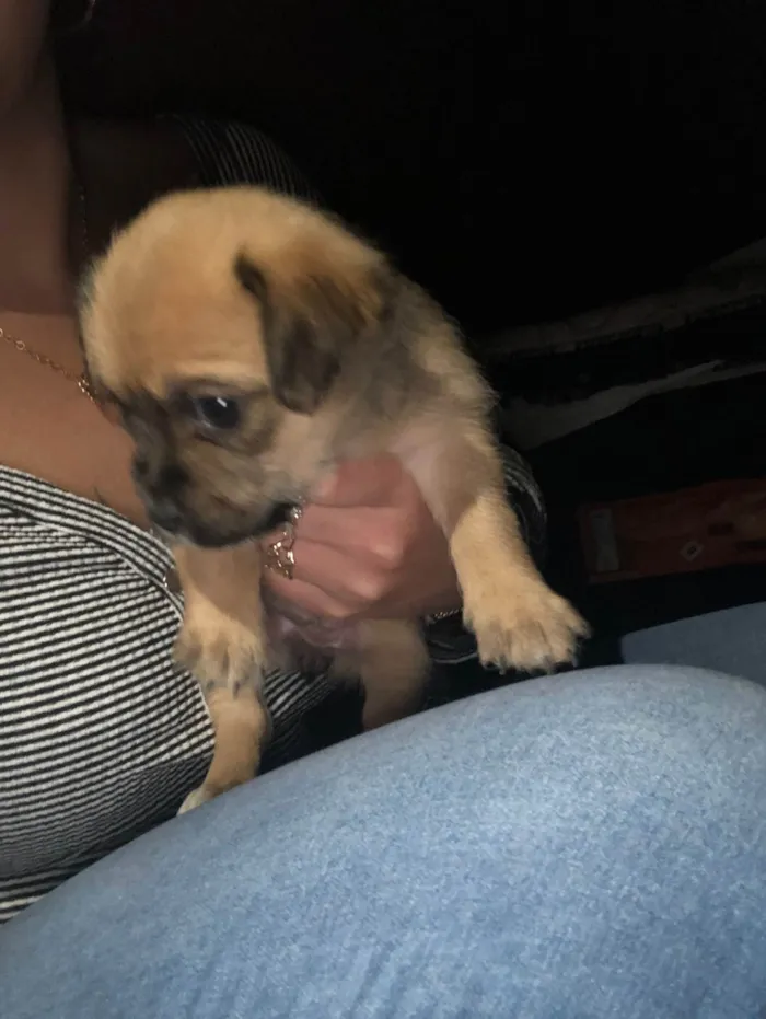 Cachorro ra a SRD-ViraLata idade Abaixo de 2 meses nome Gêmeas lacração