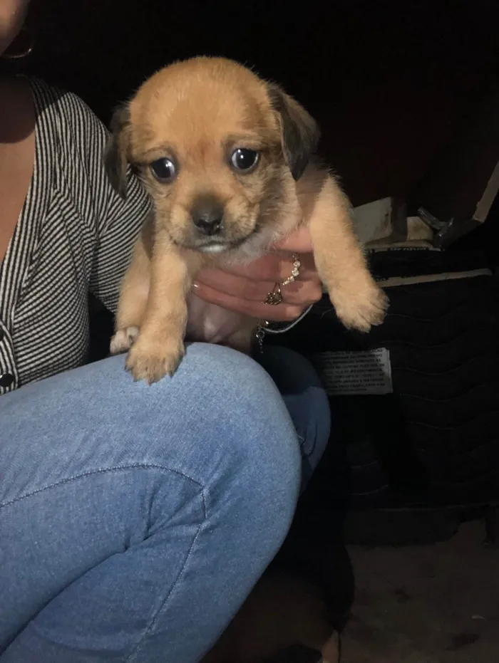 Cachorro ra a SRD-ViraLata idade Abaixo de 2 meses nome Gêmeas lacração
