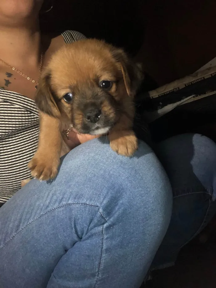 Cachorro ra a SRD-ViraLata idade Abaixo de 2 meses nome Gêmeas lacração