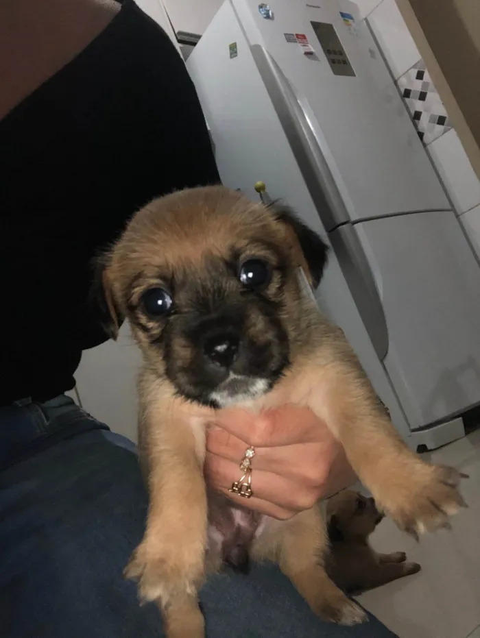 Cachorro ra a SRD-ViraLata idade Abaixo de 2 meses nome Gêmeas lacração
