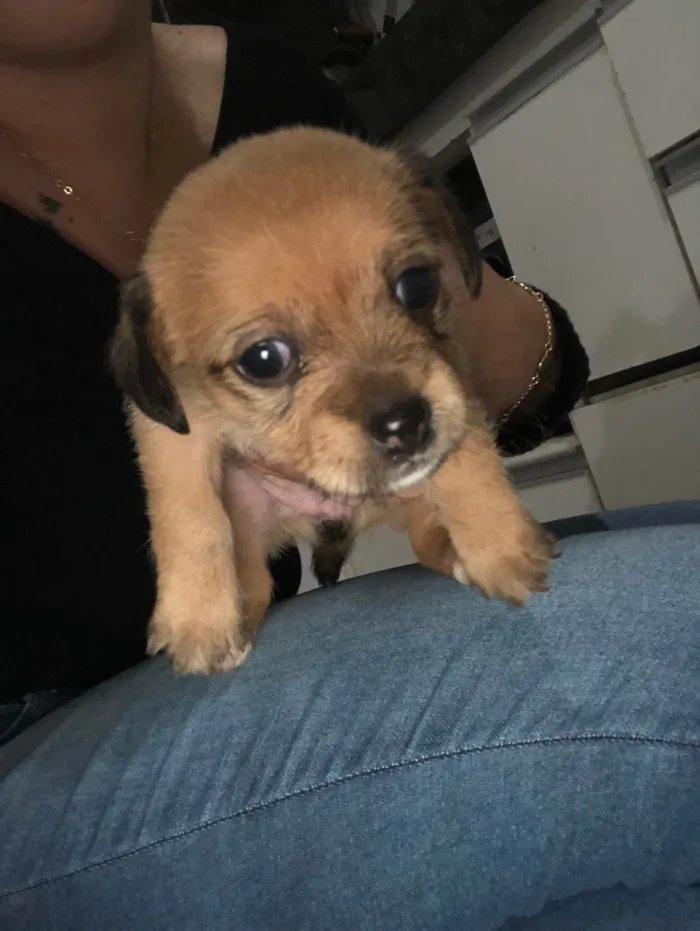 Cachorro ra a SRD-ViraLata idade Abaixo de 2 meses nome Gêmeas lacração