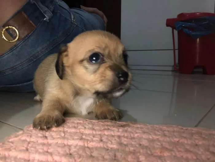 Cachorro ra a SRD-ViraLata idade Abaixo de 2 meses nome Gêmeas lacração