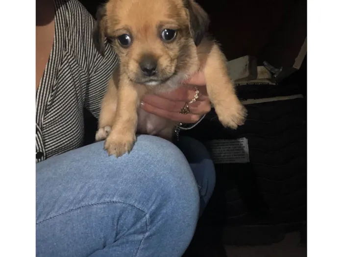 Cachorro ra a SRD-ViraLata idade Abaixo de 2 meses nome Gêmeas lacração