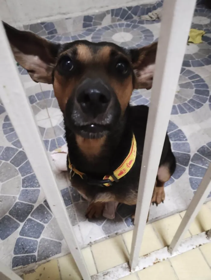 Cachorro ra a SRD-ViraLata idade 2 anos nome Brisa