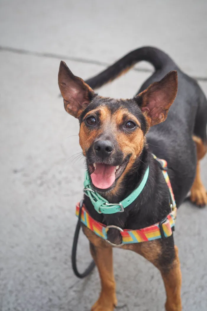 Cachorro ra a SRD-ViraLata idade 2 anos nome Brisa