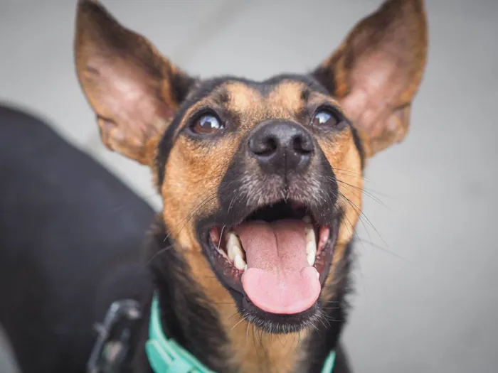 Cachorro ra a SRD-ViraLata idade 2 anos nome Brisa