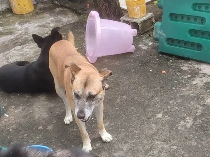 Cachorro ra a Misturado com pastor alemão  idade 5 anos nome Dragao