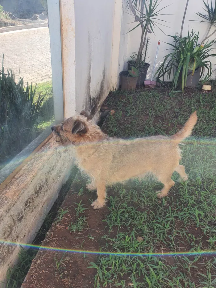 Cachorro ra a Indefinida idade 4 anos nome Ted