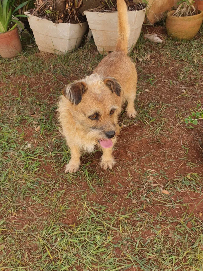 Cachorro ra a Indefinida idade 4 anos nome Ted