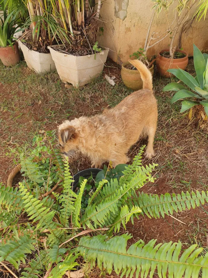 Cachorro ra a Indefinida idade 4 anos nome Ted