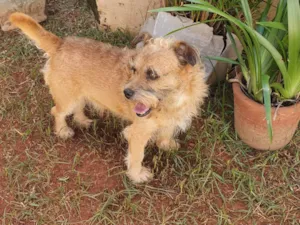Cachorro raça Indefinida idade 4 anos nome Ted