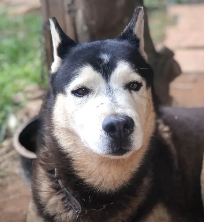 Cachorro ra a Mestico  idade 7 a 11 meses nome Eros 
