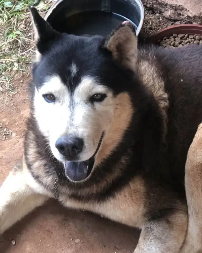 Cachorro ra a Mestico  idade 7 a 11 meses nome Eros 