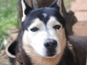 Cachorro raça Mestico  idade 7 a 11 meses nome Eros 