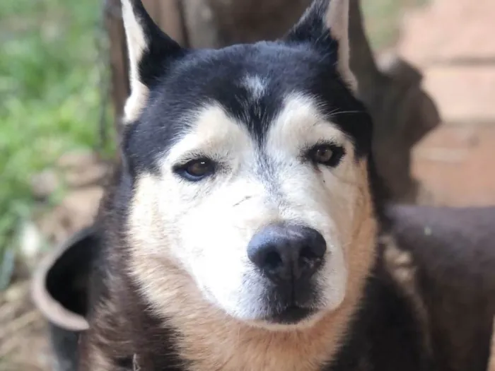 Cachorro ra a Mestico  idade 7 a 11 meses nome Eros 