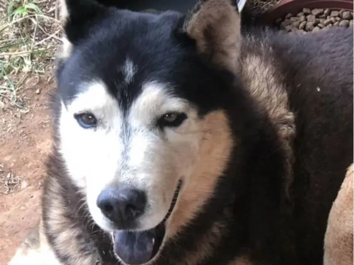 Cachorro ra a Mestico  idade 7 a 11 meses nome Eros 