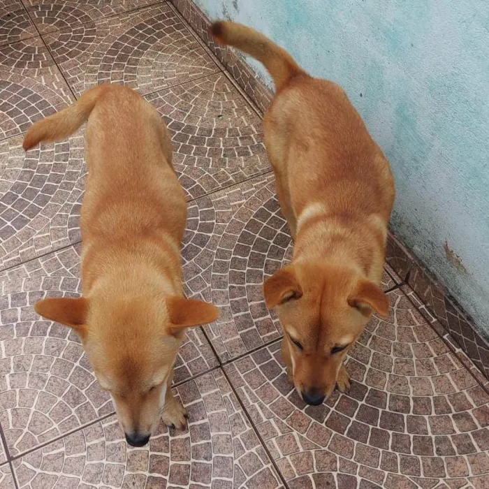 Cachorro ra a mistiço idade 7 a 11 meses nome theo e mel