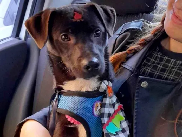 Cachorro ra a SRD = TODAS AS RAÇAS idade 2 a 6 meses nome Toby