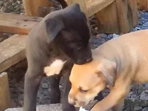 Cachorro raça Srd idade Abaixo de 2 meses nome Filhotes