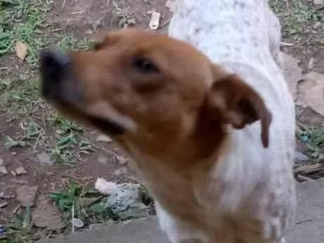 Cachorro ra a Vira lata idade 1 ano nome Bili
