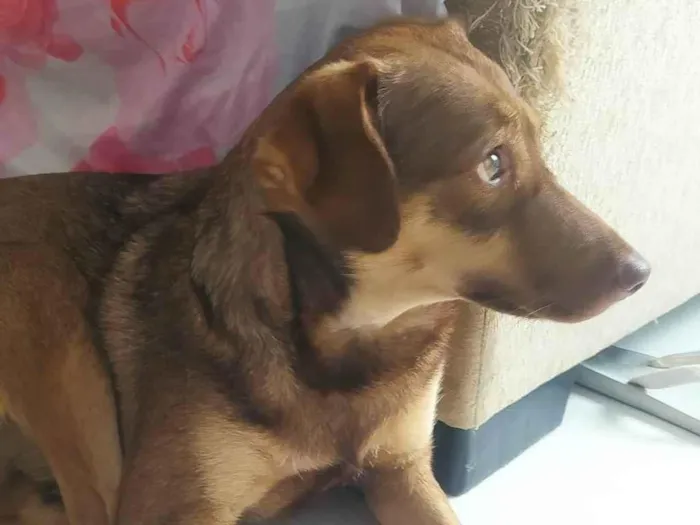 Cachorro ra a Vira idade 3 anos nome Lolô