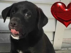 Gato raça SRD-ViraLata idade 2 a 6 meses nome BidU Raça Negra - Curitiba