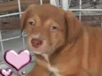CLOE, CLÉO, BELLA E BELINHA - CURITIBA